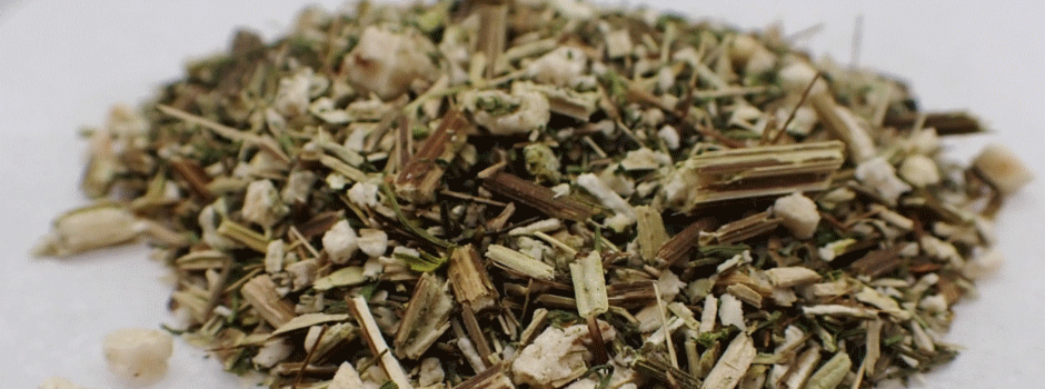 Armoise annuelle - Artemisia annua